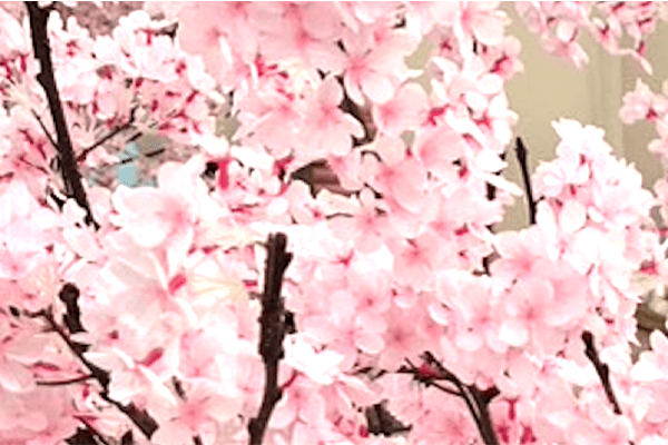 「ソメイヨシノ」発祥の地、<br>豊島区にちなんで「アート桜」を<br>展示！